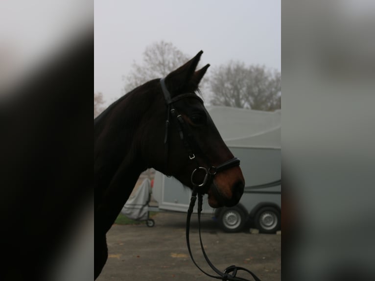 Koń wirtemberski Klacz 12 lat 162 cm Gniada in Lenningen