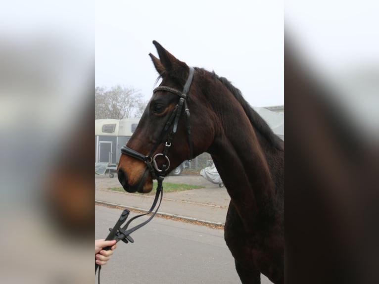 Koń wirtemberski Klacz 12 lat 162 cm Gniada in Lenningen