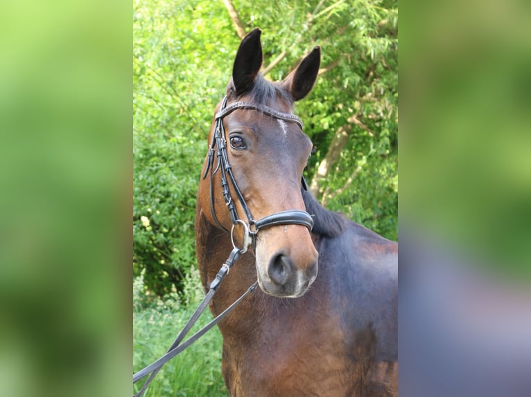Koń wirtemberski Klacz 12 lat 162 cm Gniada in Lenningen