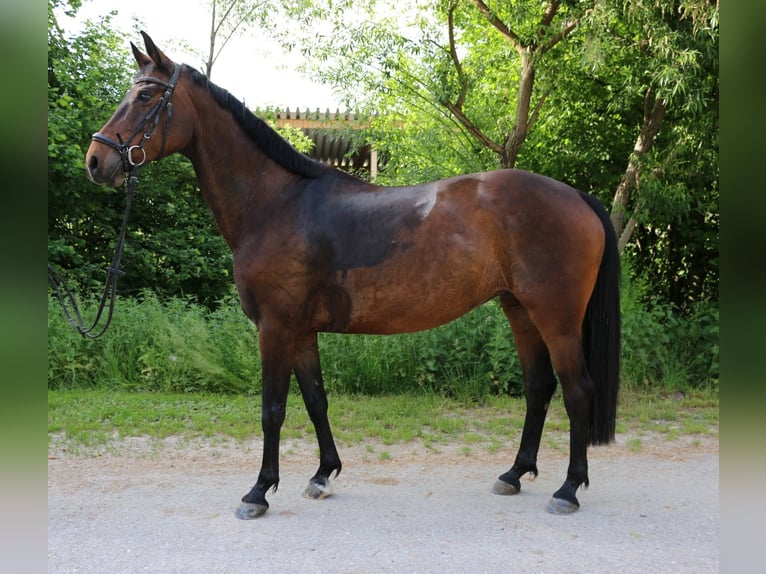 Koń wirtemberski Klacz 12 lat 162 cm Gniada in Lenningen