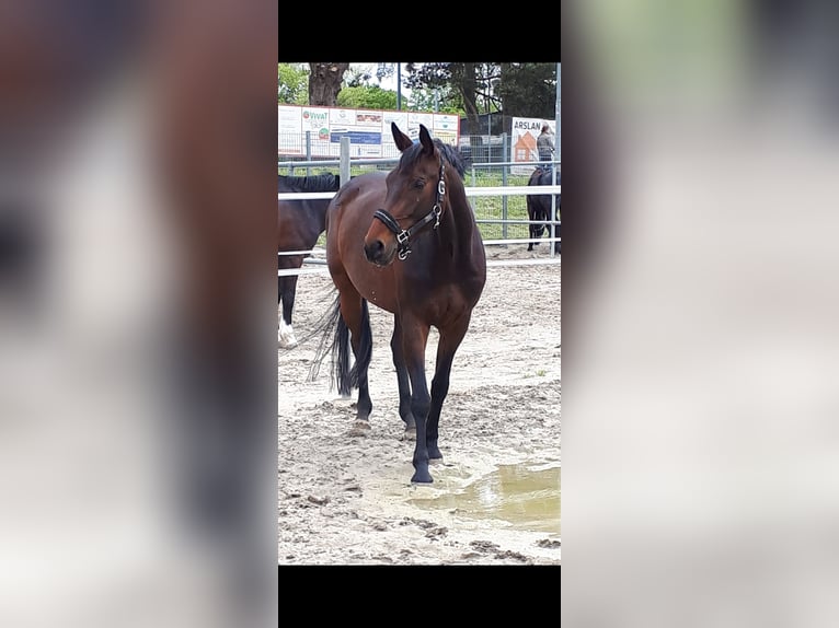 Koń wirtemberski Klacz 12 lat 163 cm Ciemnogniada in Emmendingen