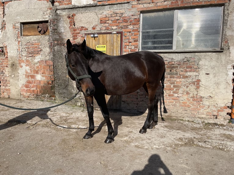 Koń wirtemberski Klacz 13 lat 160 cm Ciemnogniada in Amstetten