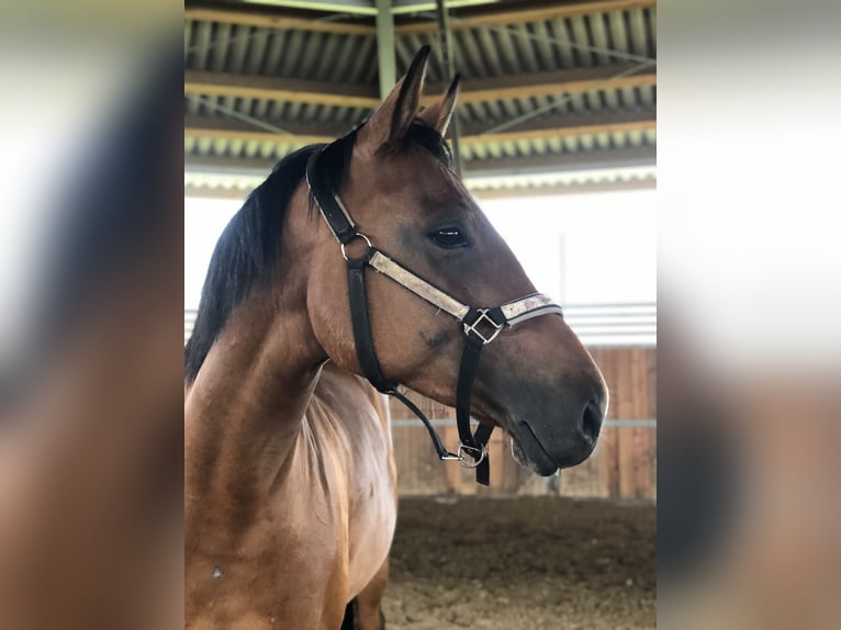 Koń wirtemberski Klacz 13 lat 163 cm Gniada in Steißlingen