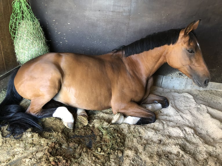 Koń wirtemberski Klacz 13 lat 163 cm Gniada in Steißlingen