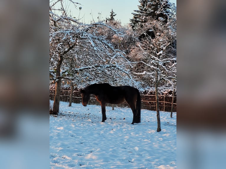 Koń wirtemberski Klacz 13 lat 165 cm Gniada in Abtsgmünd