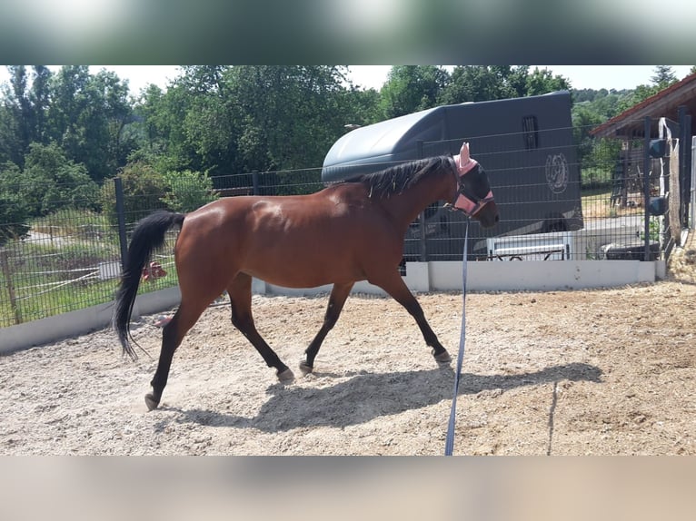 Koń wirtemberski Klacz 13 lat 167 cm Gniada in Nürtingen