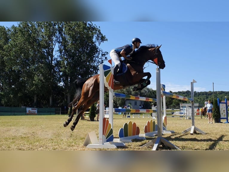 Koń wirtemberski Klacz 13 lat 167 cm Gniada in Nürtingen