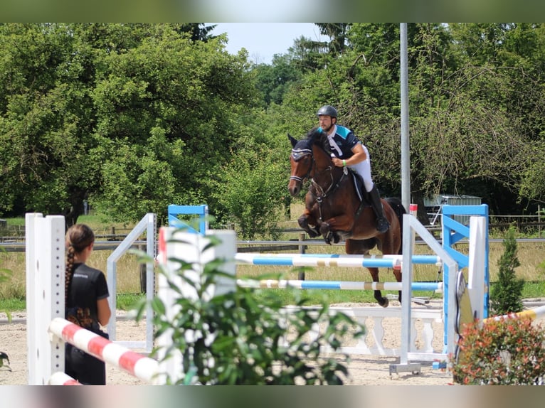 Koń wirtemberski Klacz 13 lat 167 cm Gniada in Nürtingen