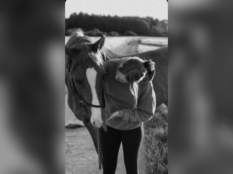 Koń wirtemberski Klacz 14 lat 165 cm Kasztanowata in Aalen