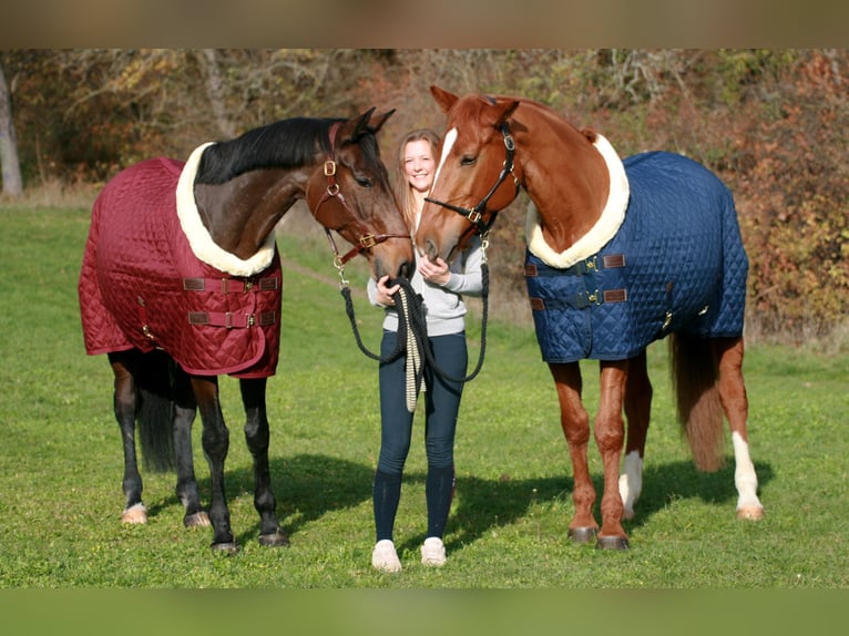 Koń wirtemberski Klacz 15 lat 170 cm in Korntal-Münchingen