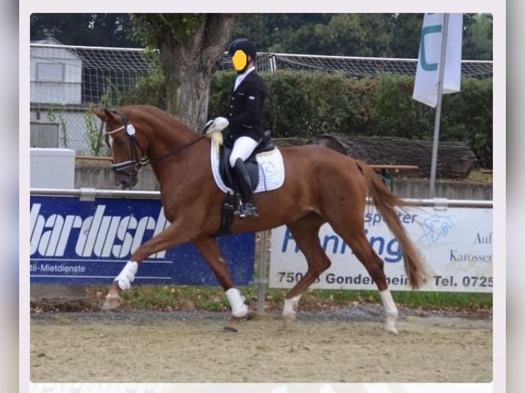 Koń wirtemberski Klacz 15 lat 174 cm Kasztanowata in Aulendorf