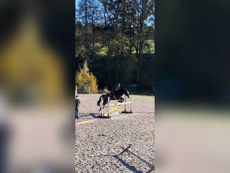 Koń wirtemberski Klacz 16 lat 167 cm Gniada in Bad Hersfeld