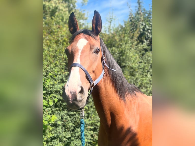 Koń wirtemberski Klacz 17 lat 163 cm Gniada in Markgröningen