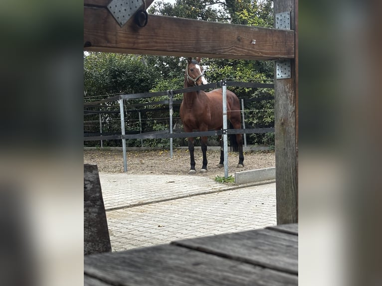Koń wirtemberski Klacz 17 lat 163 cm Gniada in Markgröningen