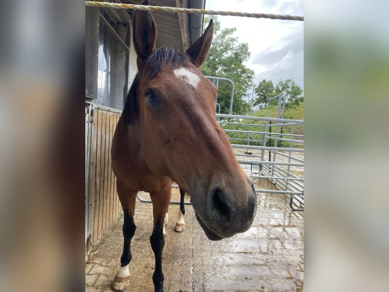 Koń wirtemberski Klacz 17 lat 163 cm Gniada in Dörzbach