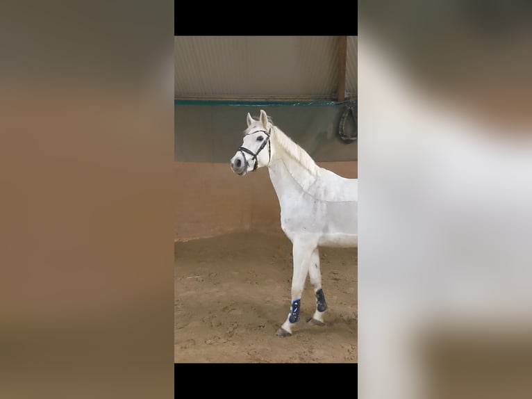 Koń wirtemberski Klacz 17 lat 163 cm Siwa in Bad Dürrheim