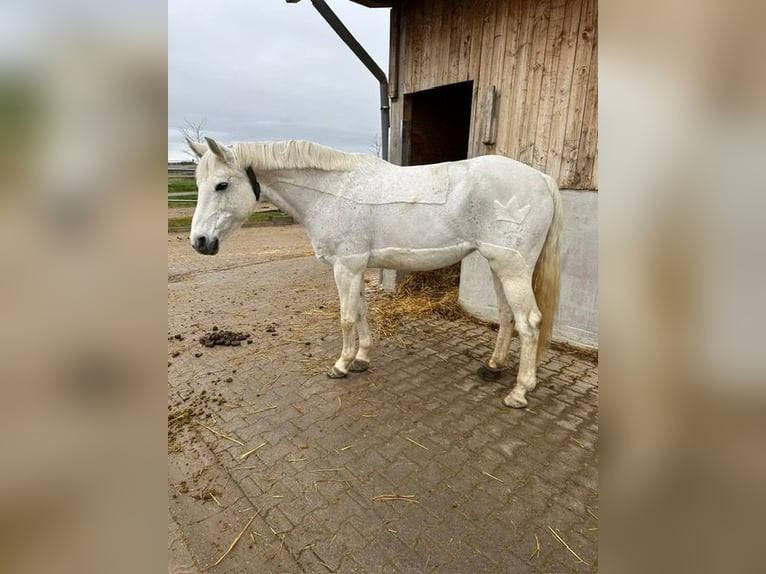 Koń wirtemberski Klacz 17 lat 163 cm Siwa in Bad Dürrheim