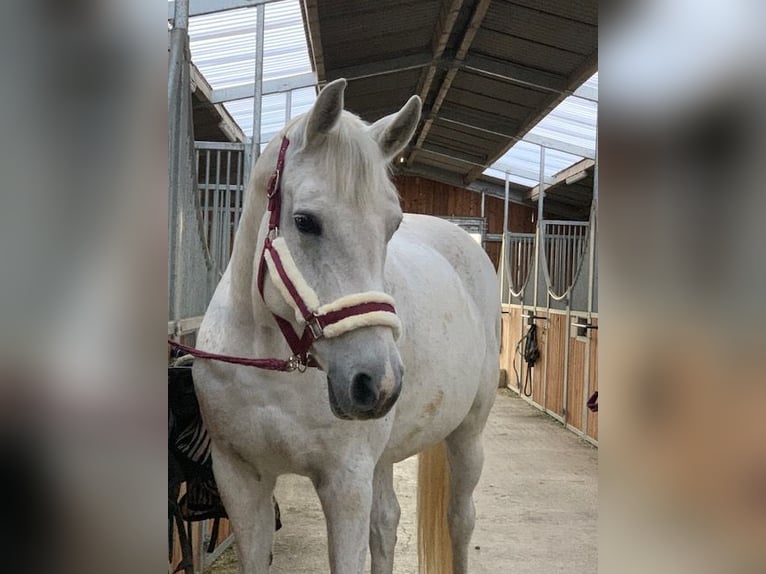 Koń wirtemberski Klacz 17 lat 163 cm Siwa in Bad Dürrheim