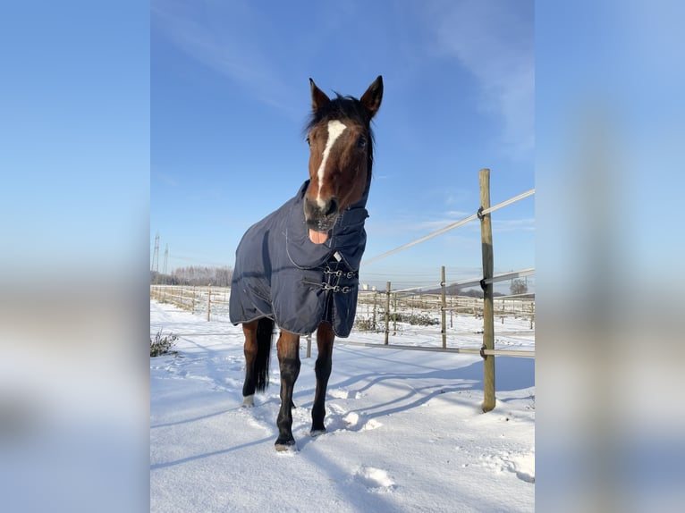 Koń wirtemberski Klacz 17 lat 165 cm Gniada in Friesenheim