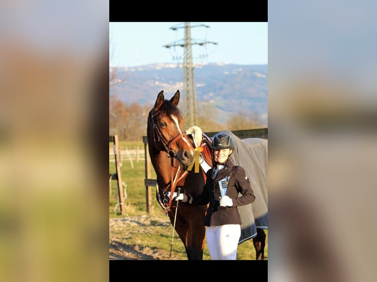 Koń wirtemberski Klacz 17 lat 165 cm Gniada in Friesenheim