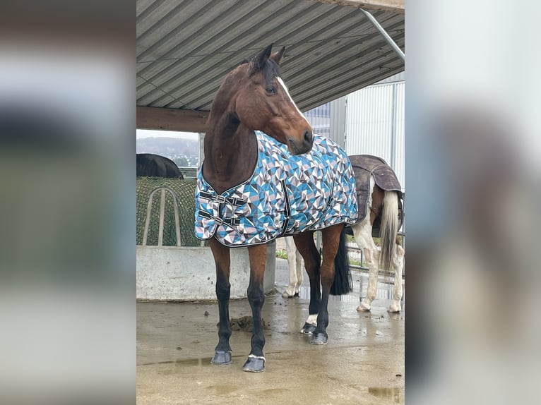 Koń wirtemberski Klacz 17 lat 165 cm Gniada in Friesenheim