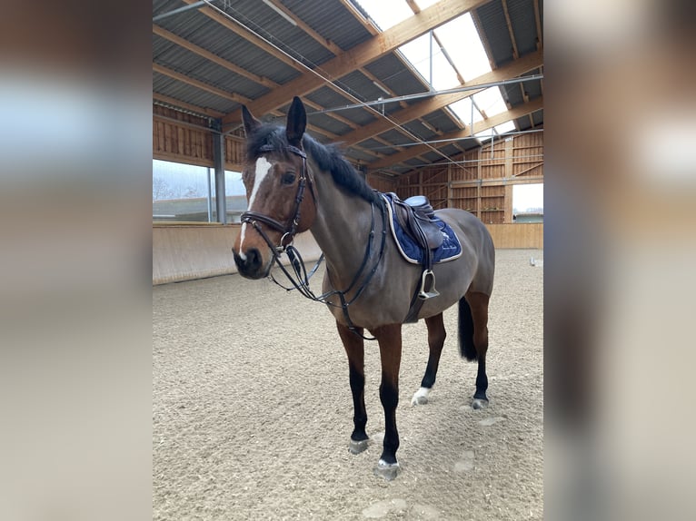 Koń wirtemberski Klacz 17 lat 165 cm Gniada in Friesenheim