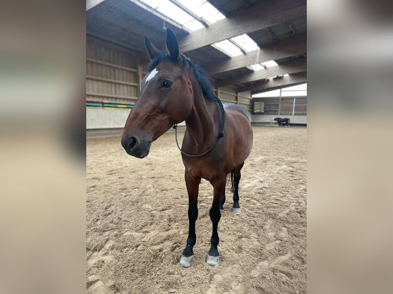 Koń wirtemberski Klacz 17 lat 168 cm Ciemnogniada in Schwieberdingen