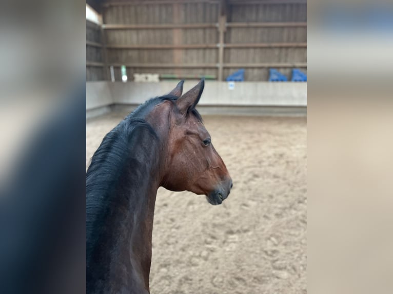 Koń wirtemberski Klacz 17 lat 168 cm Ciemnogniada in Schwieberdingen