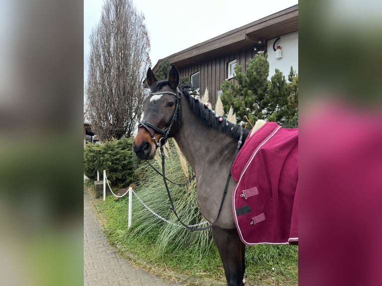 Koń wirtemberski Klacz 17 lat 168 cm Ciemnogniada in Schwieberdingen