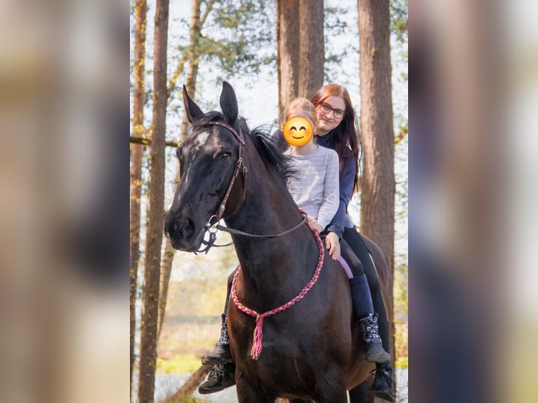 Koń wirtemberski Klacz 17 lat 168 cm Kara in Aschaffenburg