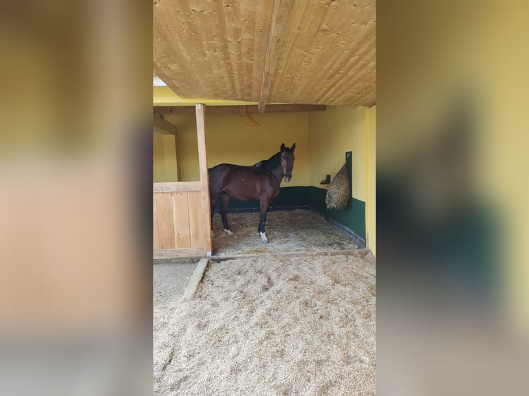 Koń wirtemberski Klacz 18 lat 163 cm Ciemnogniada in Hagenbach