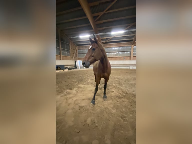 Koń wirtemberski Klacz 18 lat 163 cm Gniada in Dörzbach