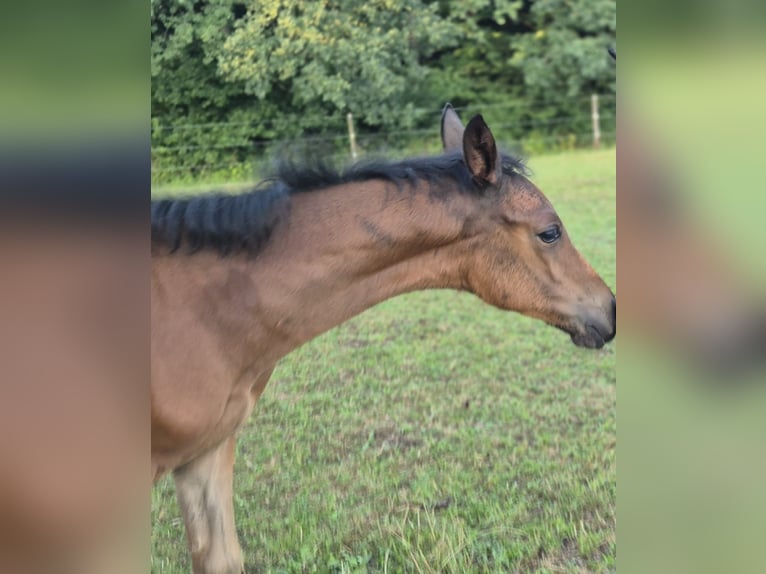 Koń wirtemberski Klacz 18 lat 164 cm Ciemnogniada in B&#xFC;hlerzell