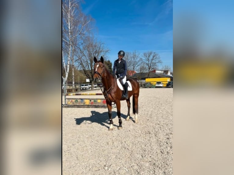 Koń wirtemberski Klacz 19 lat 165 cm Gniada in Nürtingen Koń wirtemberski Klacz 19 lat 165 cm Gniada in Nürtingen