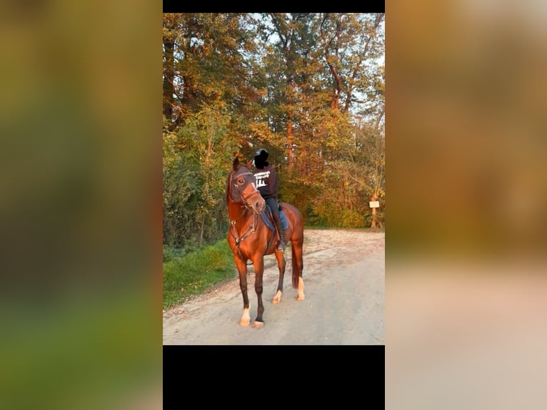 Koń wirtemberski Klacz 19 lat 167 cm Gniada in Nürtingen