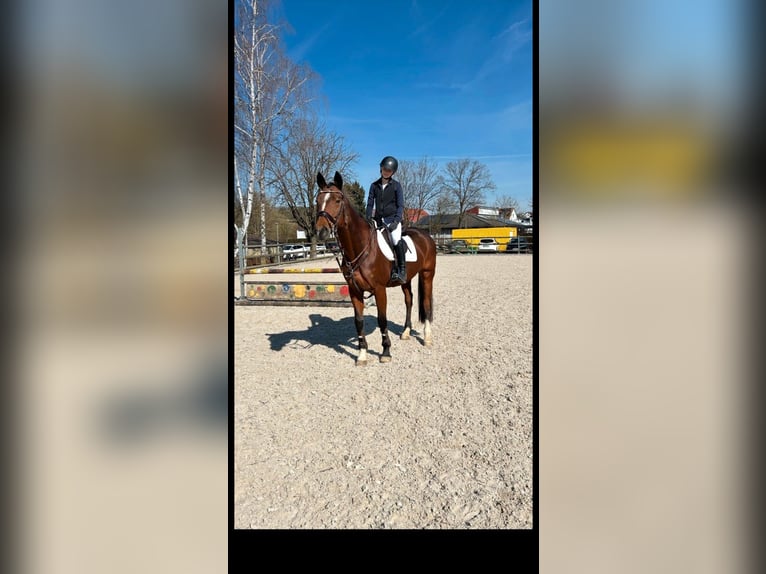 Koń wirtemberski Klacz 19 lat 167 cm Gniada in Nürtingen