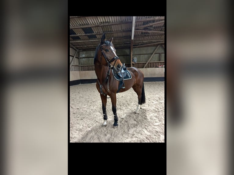 Koń wirtemberski Klacz 19 lat 167 cm Gniada in Nürtingen