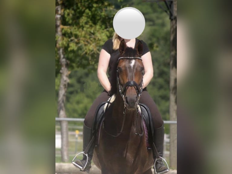 Koń wirtemberski Klacz 19 lat 168 cm Ciemnogniada in Dettenhausen