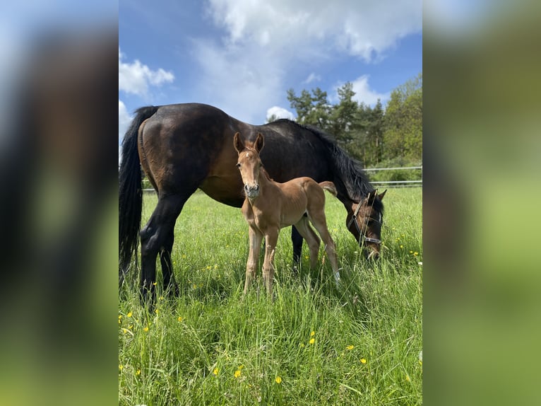 Koń wirtemberski Klacz 19 lat 168 cm Ciemnogniada in Dettenhausen