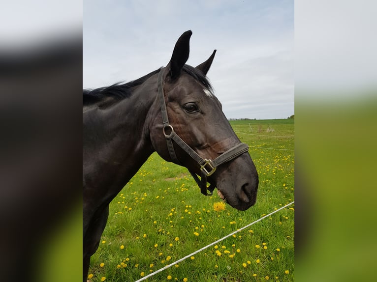 Koń wirtemberski Klacz 19 lat 173 cm Skarogniada in Beselich