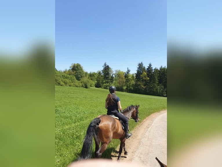 Koń wirtemberski Klacz 21 lat 165 cm Gniada in Wildberg