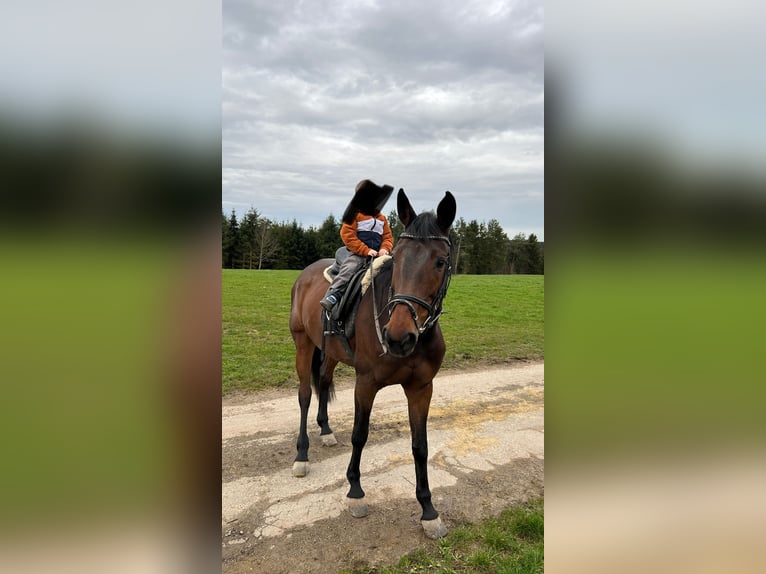 Koń wirtemberski Klacz 21 lat 165 cm Gniada in Wildberg