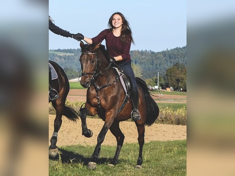 Koń wirtemberski Klacz 21 lat 165 cm Gniada in Wildberg