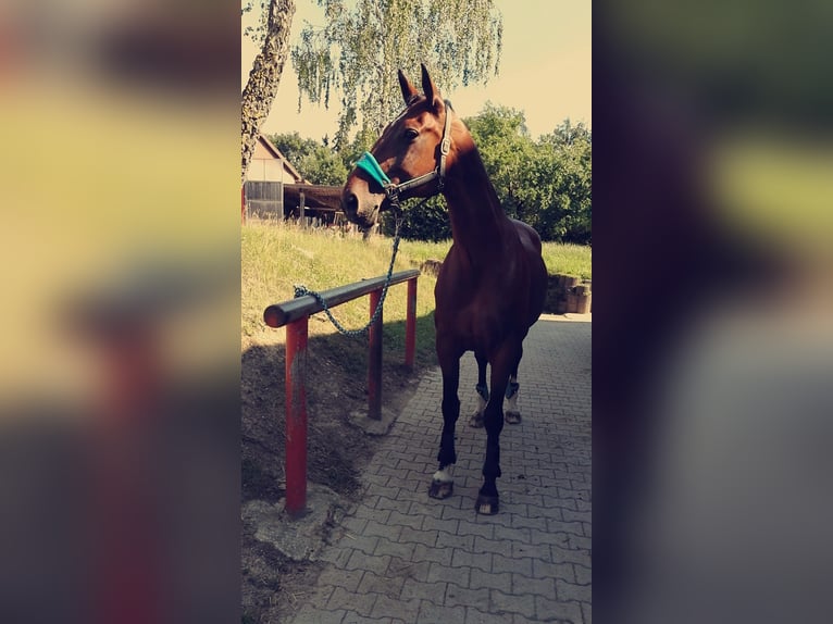 Koń wirtemberski Klacz 21 lat 178 cm Gniada in Ehningen