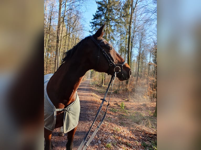 Koń wirtemberski Klacz 21 lat 178 cm Gniada in Ehningen