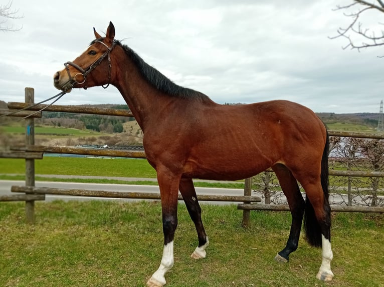 Koń wirtemberski Klacz 3 lat 164 cm Gniada in Gomadingen