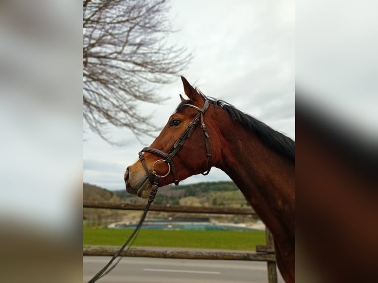 Koń wirtemberski Klacz 3 lat 164 cm Gniada in Gomadingen