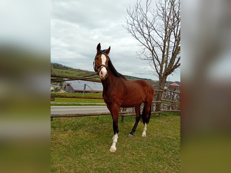Koń wirtemberski Klacz 3 lat 164 cm Gniada in Gomadingen