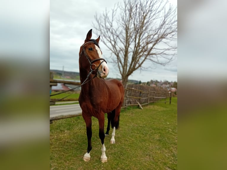 Koń wirtemberski Klacz 3 lat 165 cm Gniada in Gomadingen