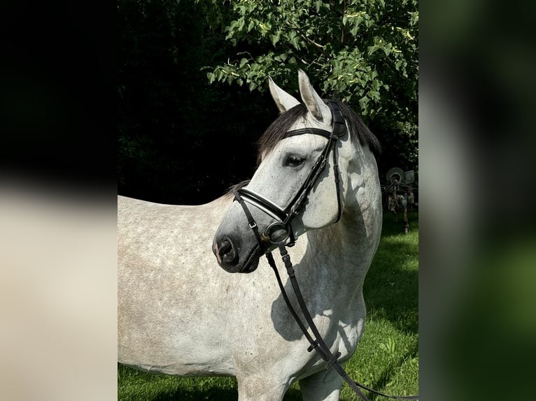 Koń wirtemberski Klacz 5 lat 169 cm Siwa in Ulm-Gögglingen